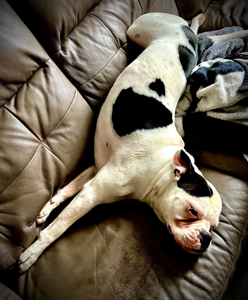 Our American Bulldog Hicks stretched out on the grey leather sofa he loves. 