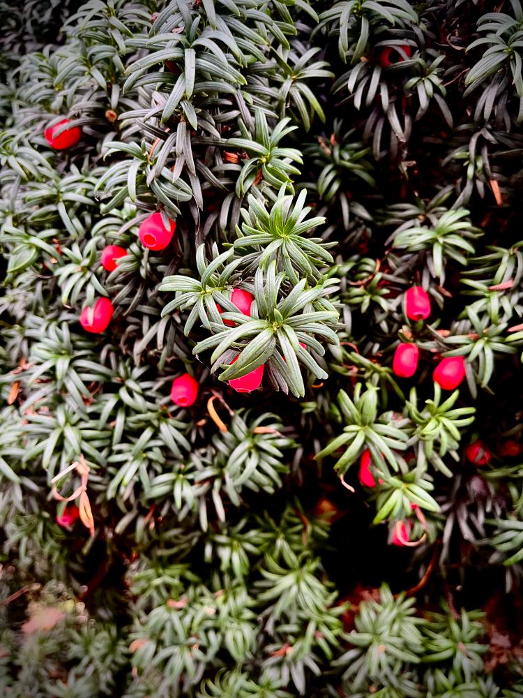 Beautiful red berries in the churchyard. 