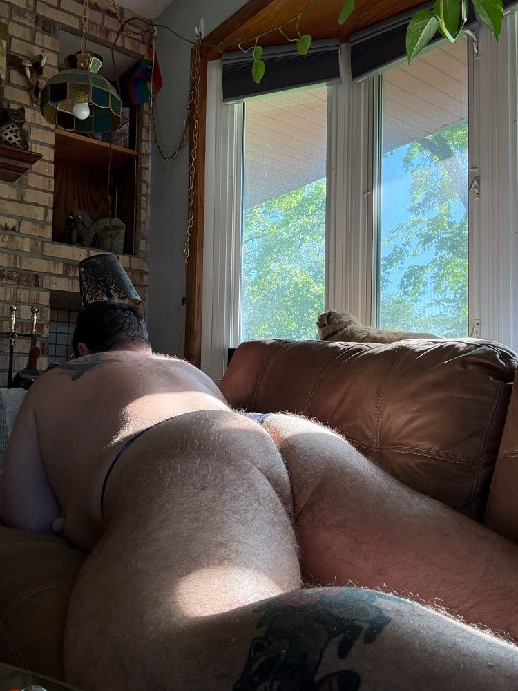 Bub laying on his belly on the couch