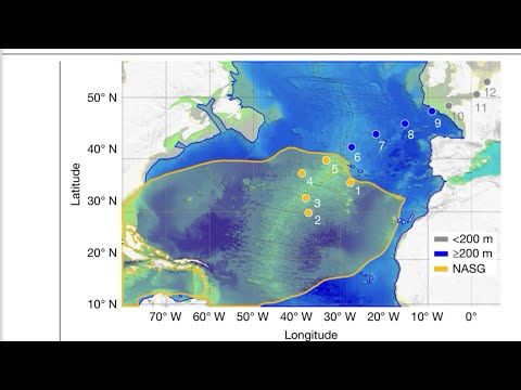 Nanoplastic in the Oceans and inside the Human Brain