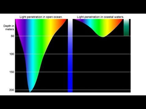 Ongoing Darkening of Global Oceans - Enormous Disruption to Albedo, Phytoplankton, and Web of Life