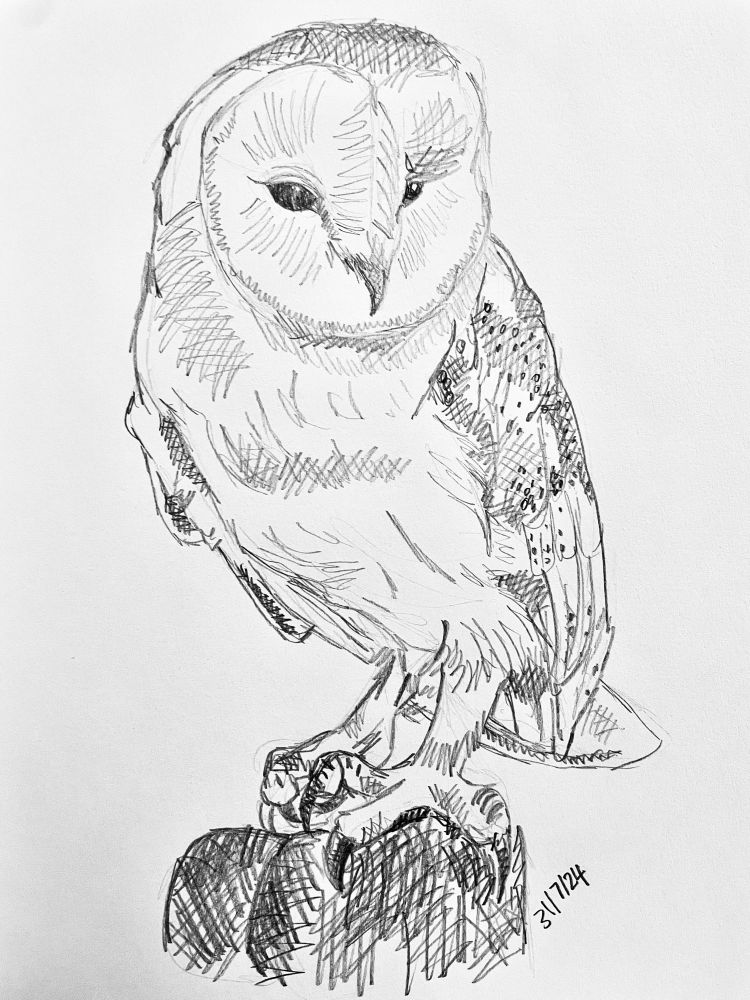 A pencil sketch of a barn owl. 
