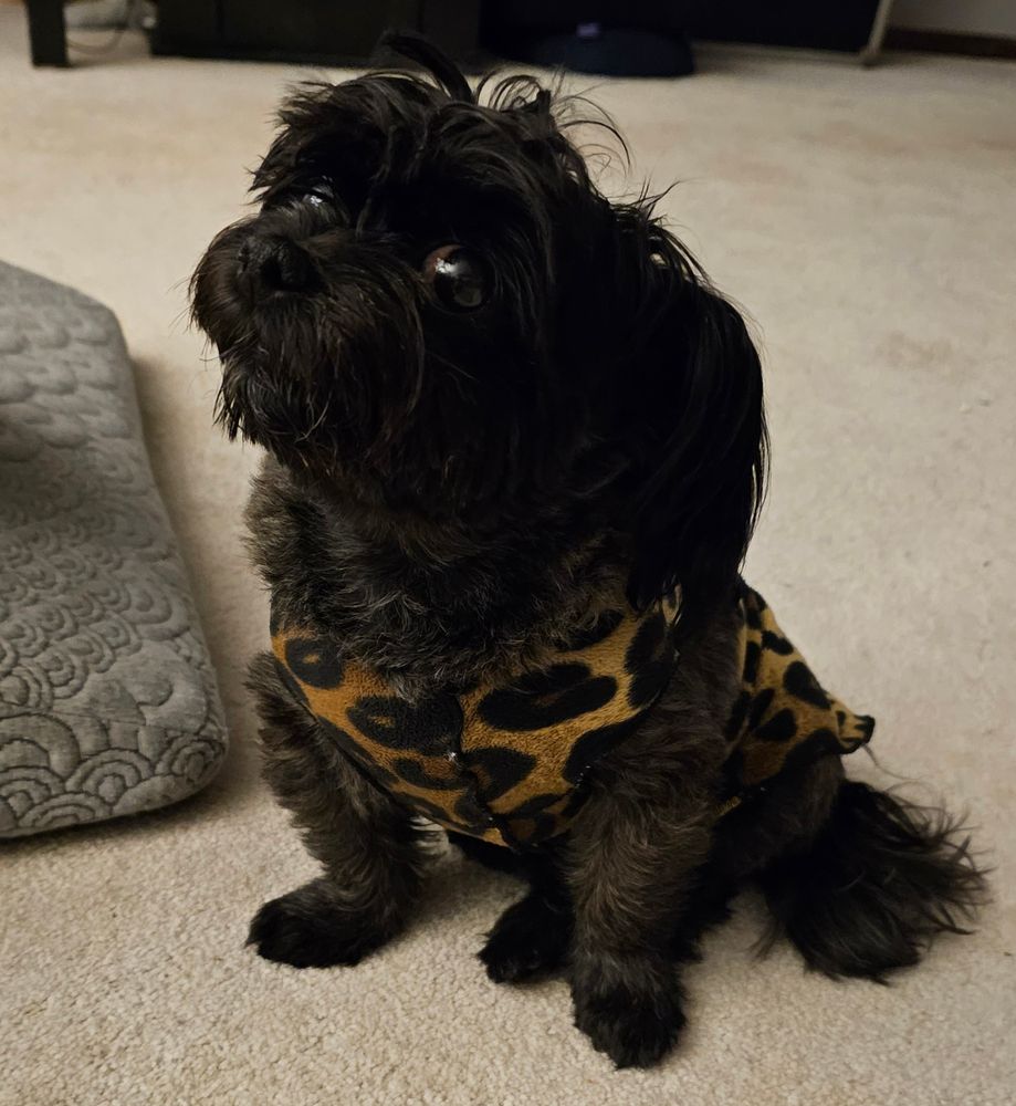 cute little black mutt!
