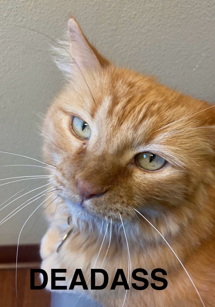 My orange adorable violent kitty. With deadass written below him