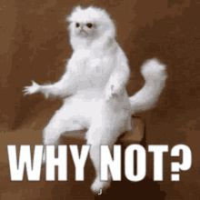 Name of that white creature thing with the words “why not” - he’s gesticulating with his hands in the air