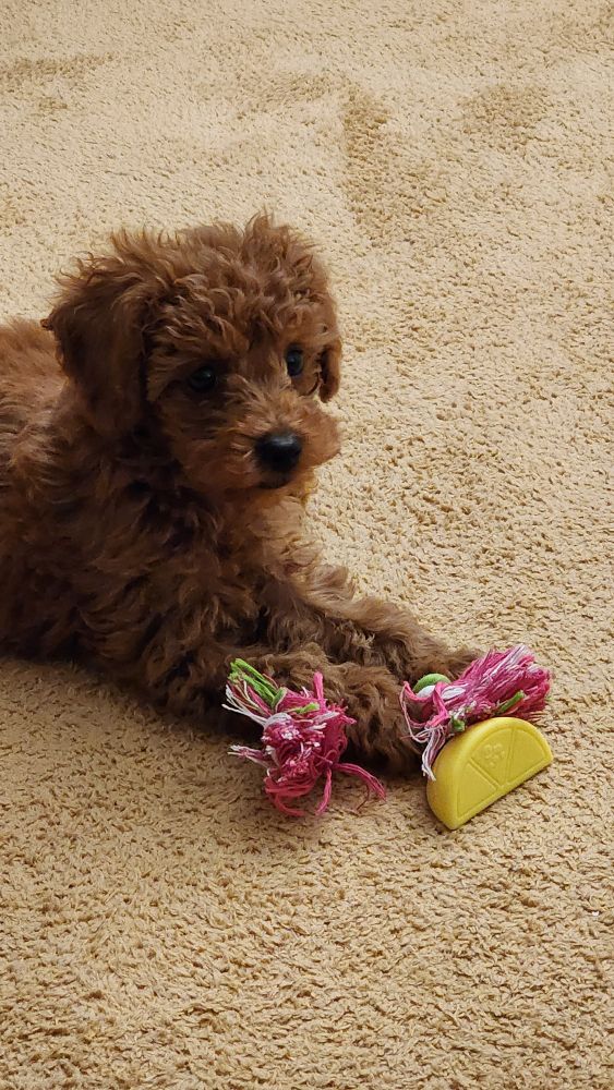 a poodle puppy with wavy brown fur is laying on a tan carpet. under his front paws is a small pink, green, and white rope toy and a yellow rubber toy in the shape of a lemon.