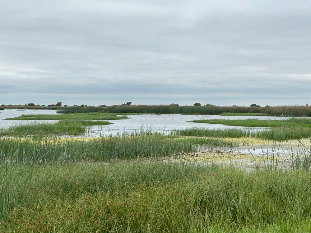 a wetland with fresh green vegetation, and the open water is reflecting the gray sky.