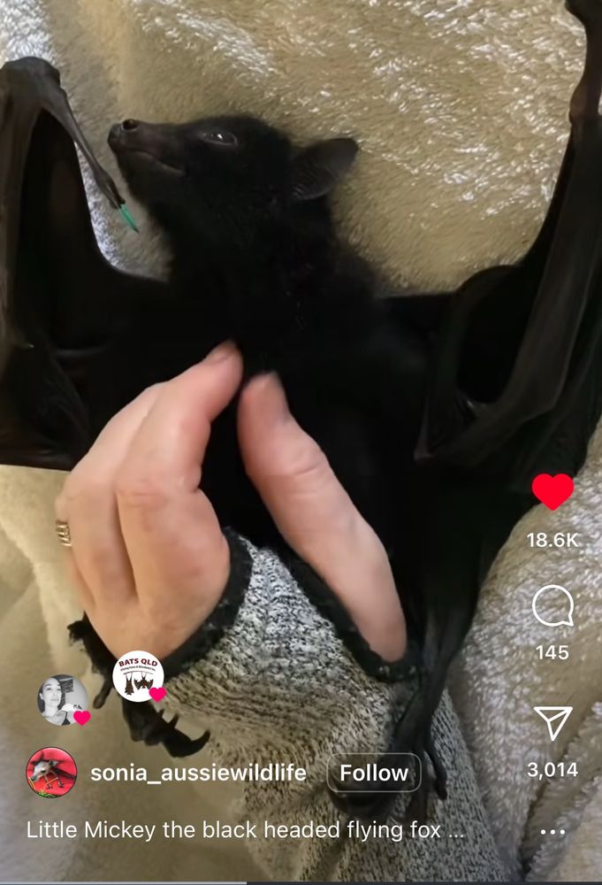 Screengrab from a video of a black flying fox bat getting belly scratches