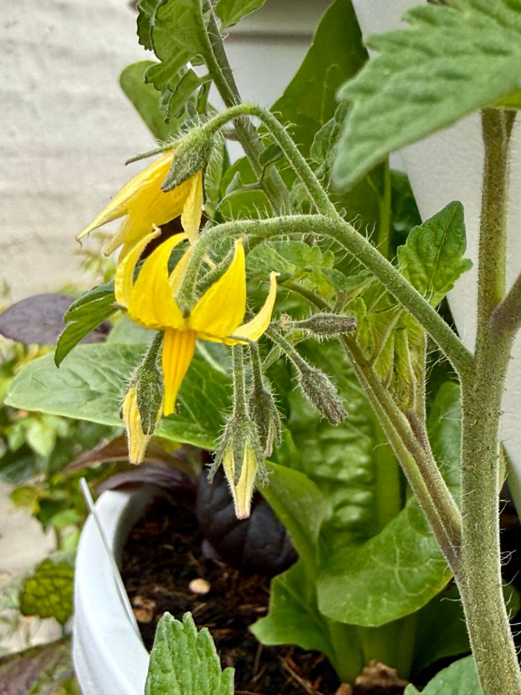 Close-up of a baby potted tomato plant with seven flowers on one stem. 

An optimistic (it’s a cold spring) potential truss of cherry tomatoes. 
