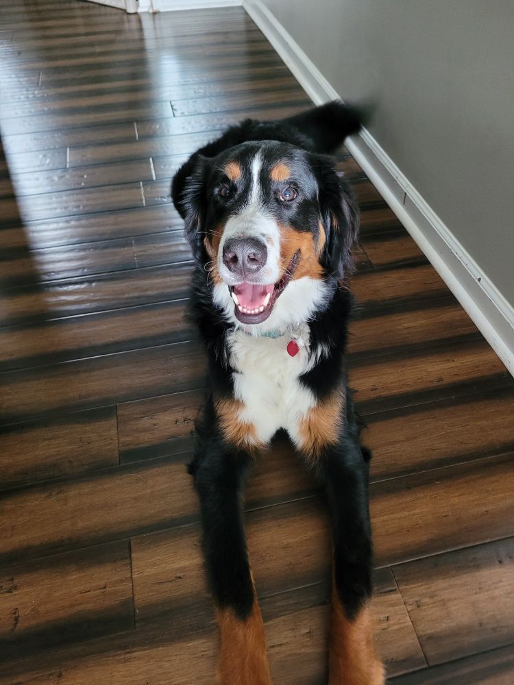 Super guilty sandwich thief,  Percy.