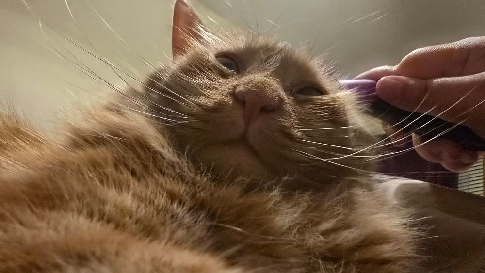 Picture of an orange cat named Cheese Wizard taken at a very unflattering angle
