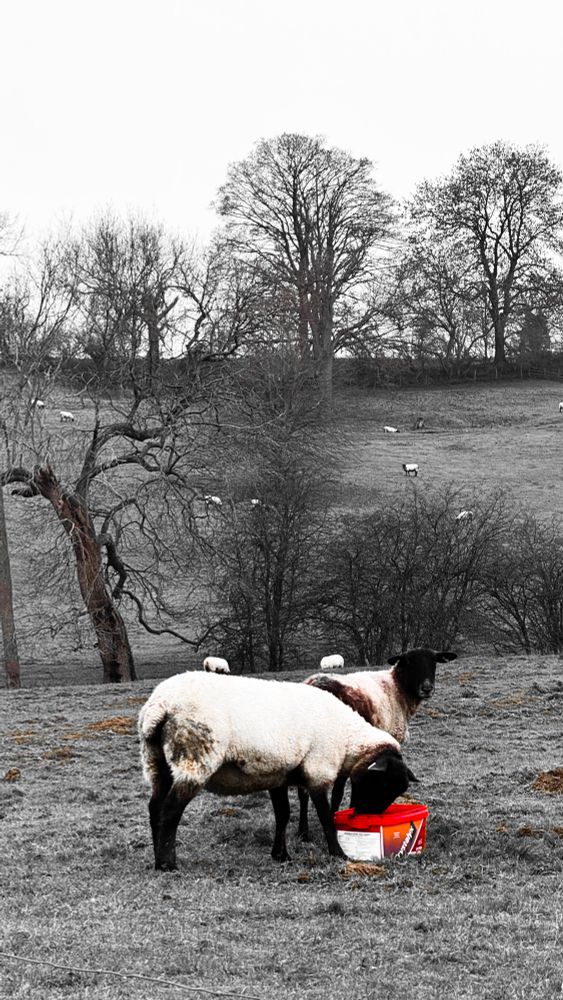 Mostly monochrome of sheep with hills and trees. Plus their red food bucket 