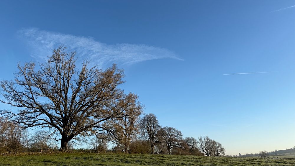 Winter trees in a field against a very blue sky 