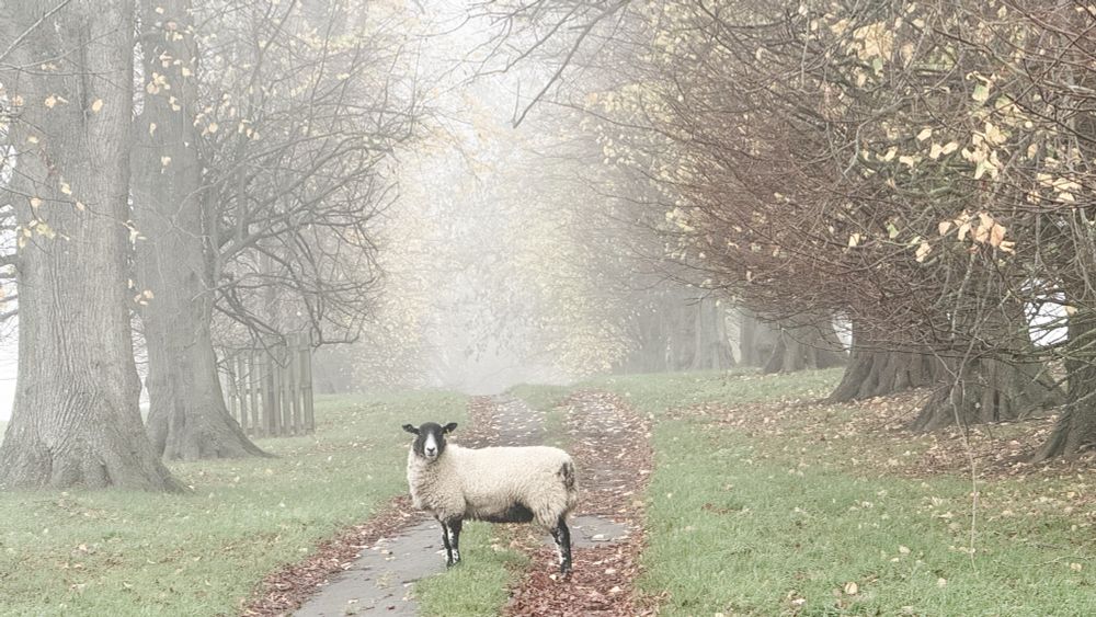 A very misty autumn morning. A sheep stands defiantly on a path through a field with trees lining both sides 