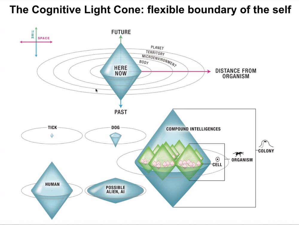 The Cognitive Light Cone: flexible boundary of the self 