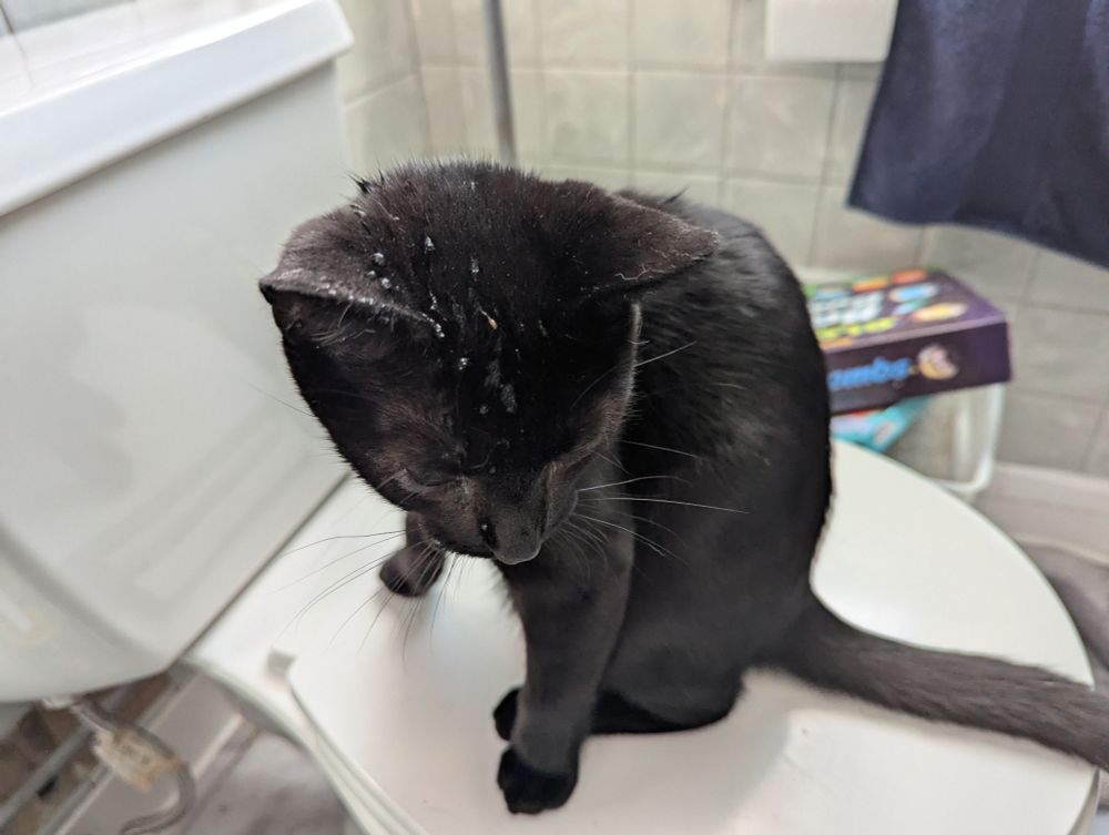 A black kitten sits on the top of a toilet, looking down, with water droplets all over his head