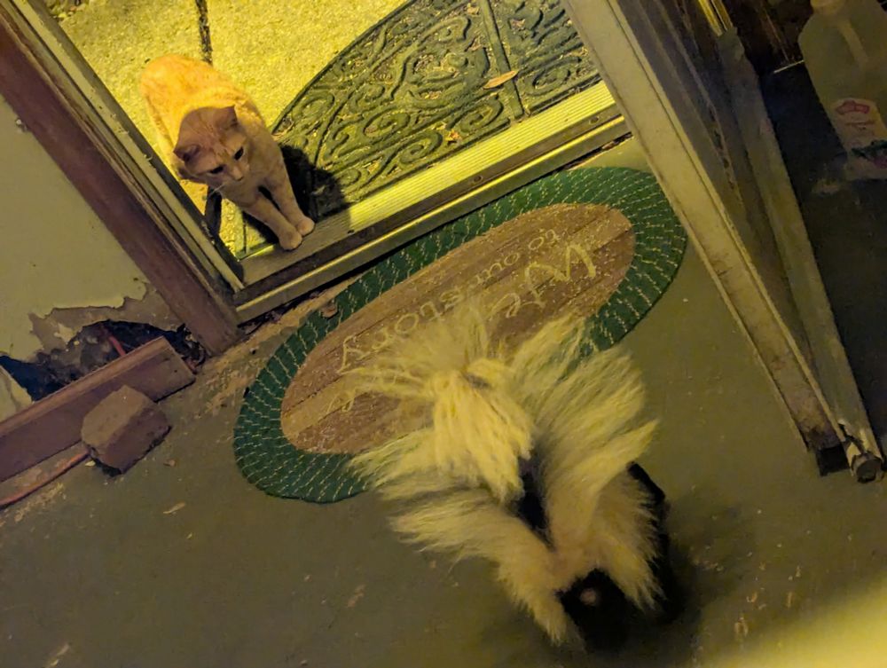 An orange cat approaches the entrance to my porch & encounters a skunk