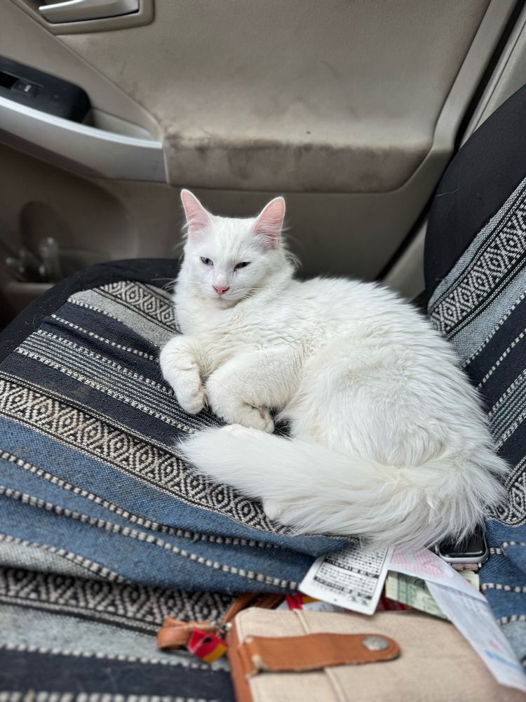 The same cat all grown up the purple dye is gone