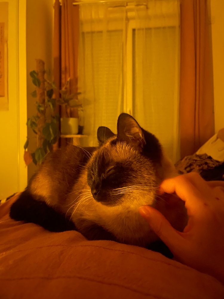 Odette couchée yeux fermés alors que je lui gratte le cou