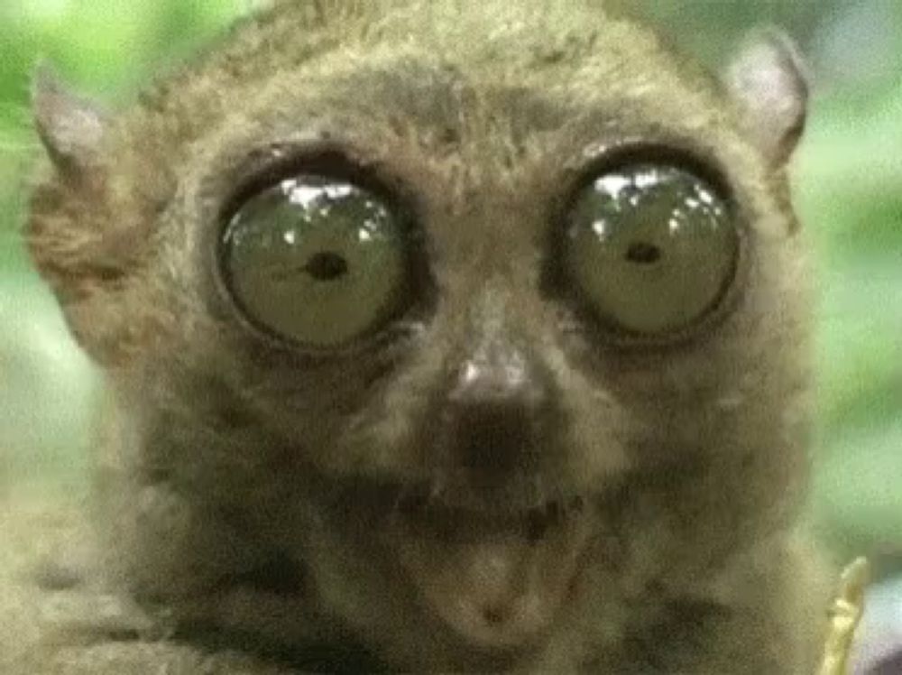 a close up of a monkey with big eyes