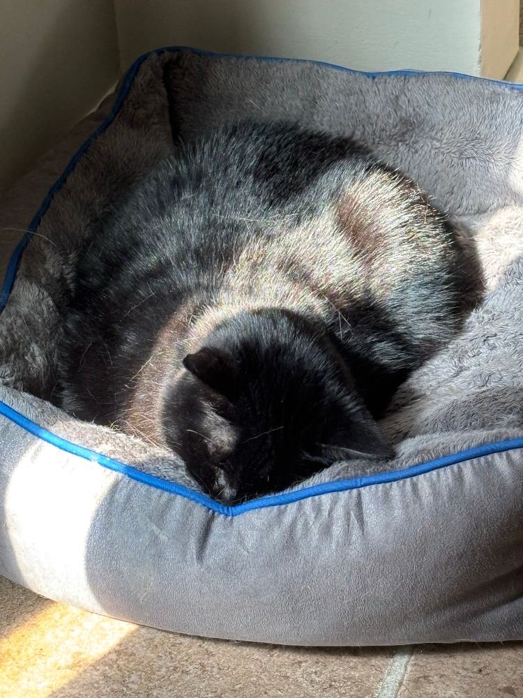 A black cat lays in a pet bed in the sun sleeping.