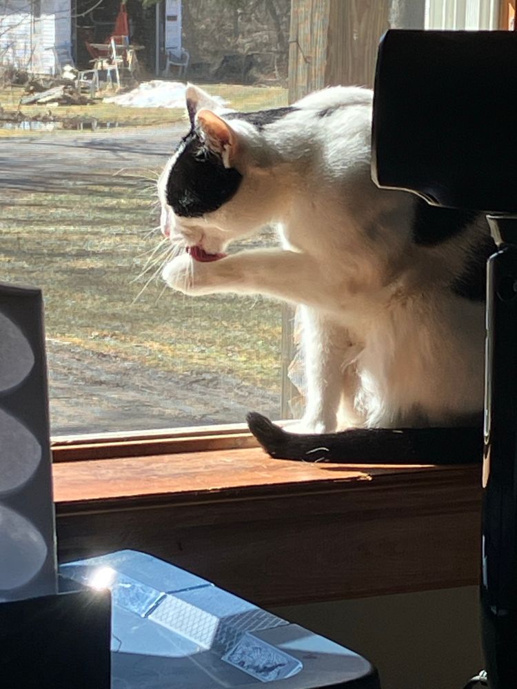 Black and white cat on window sill licking its paw.