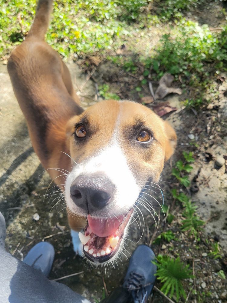 A brown and white colored dog with brown eyes looks up at the camera in bright sunlight. "Rocky" short for rocky road ice cream is in the middle of a whole body tail wag.