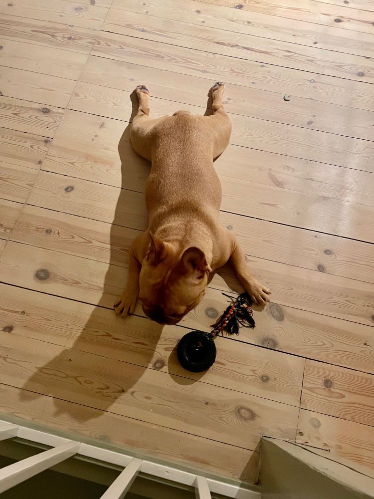 A light brown French bulldog is splayed out on a wood floor with a chew toy in his paw. He is splayed out flat so he looks like a roast turkey.