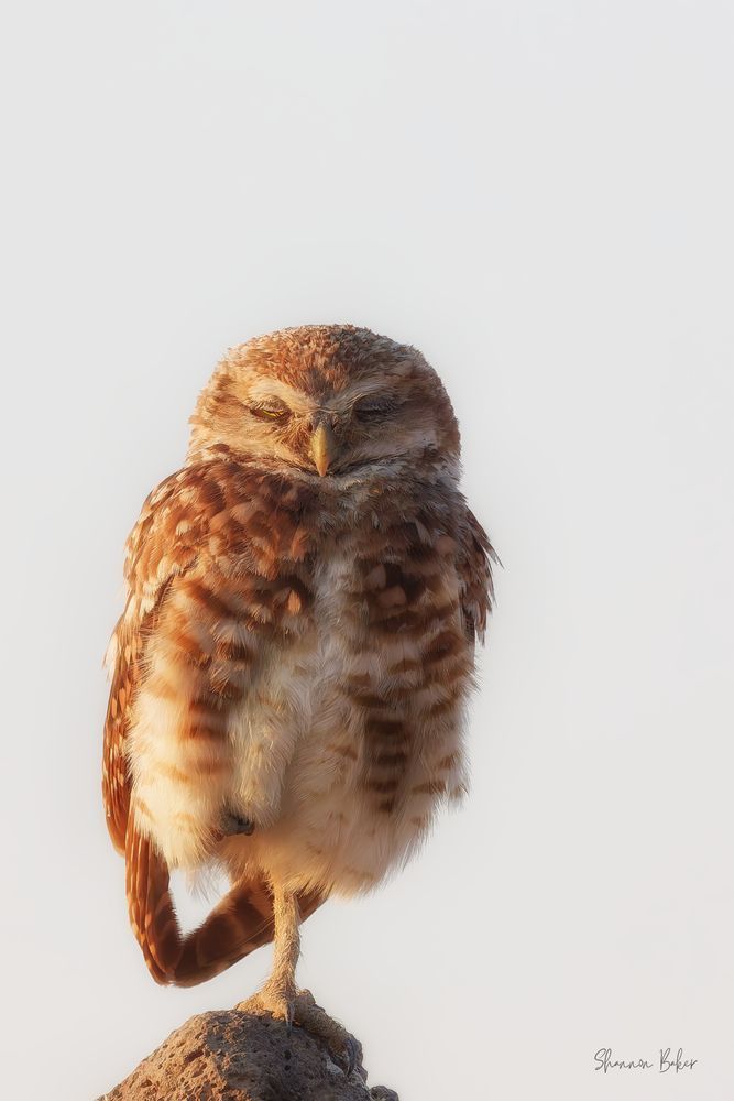 Burrowing owl perched on the tip of a pointed rock, he's got one let tucked up under him and his eyes are closing.