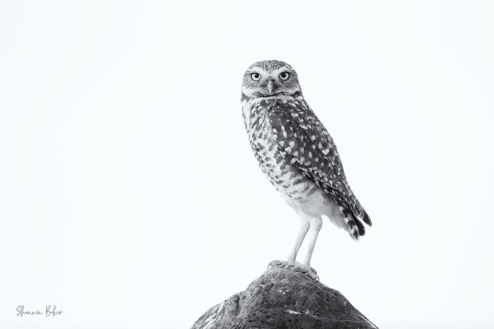 B&W image of a burrowing owl perched on top of a rock staring straight at the viewer with his body turned to the left.