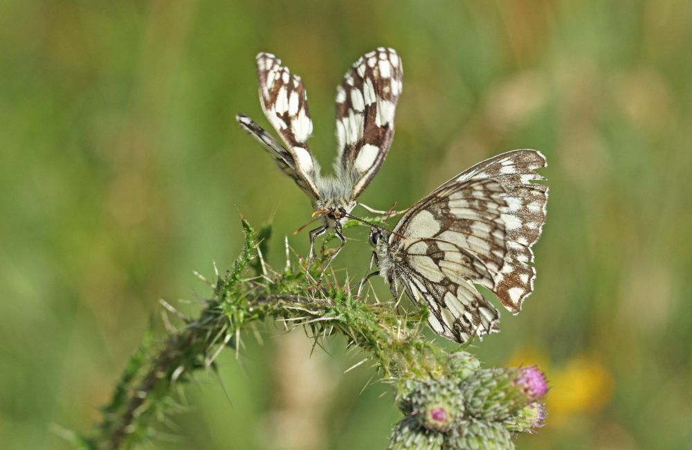 Marbled Whites