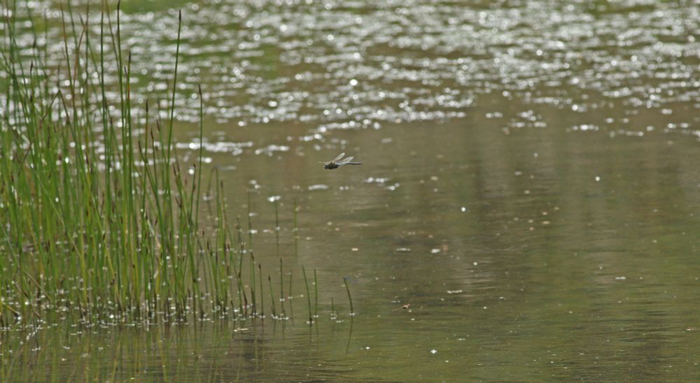 Emperor Dragonfly