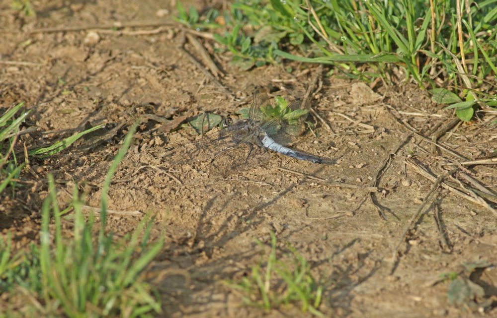 Black-tailed Skimmer
