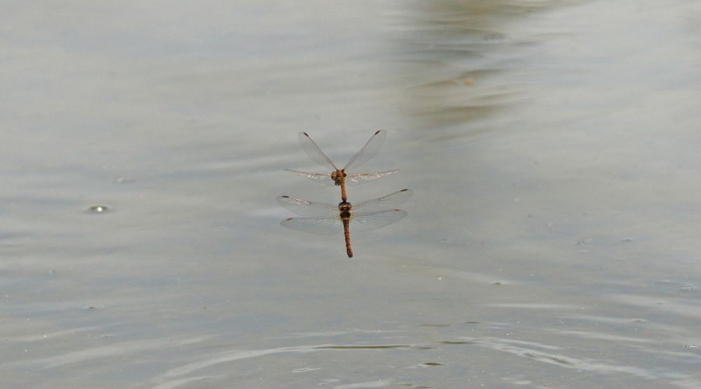 Common Darter
