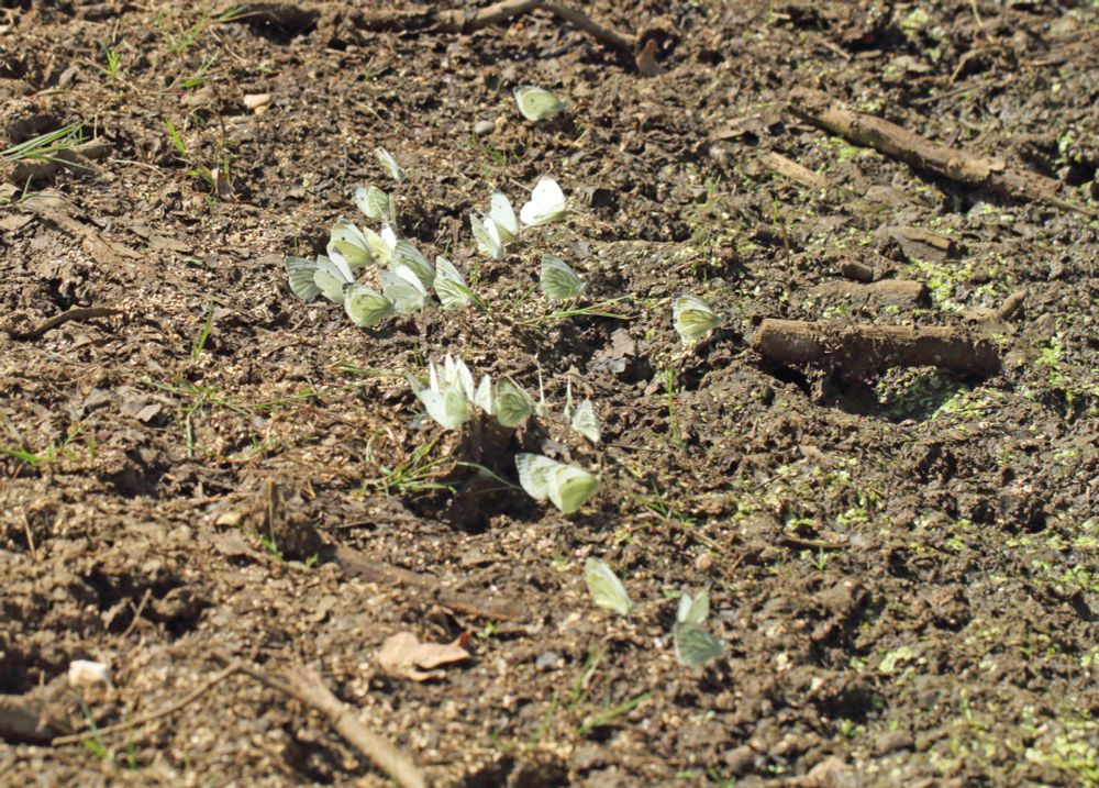 Green-Veined Whites Salting