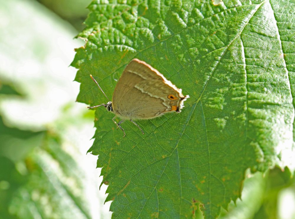 Purple hairstreak