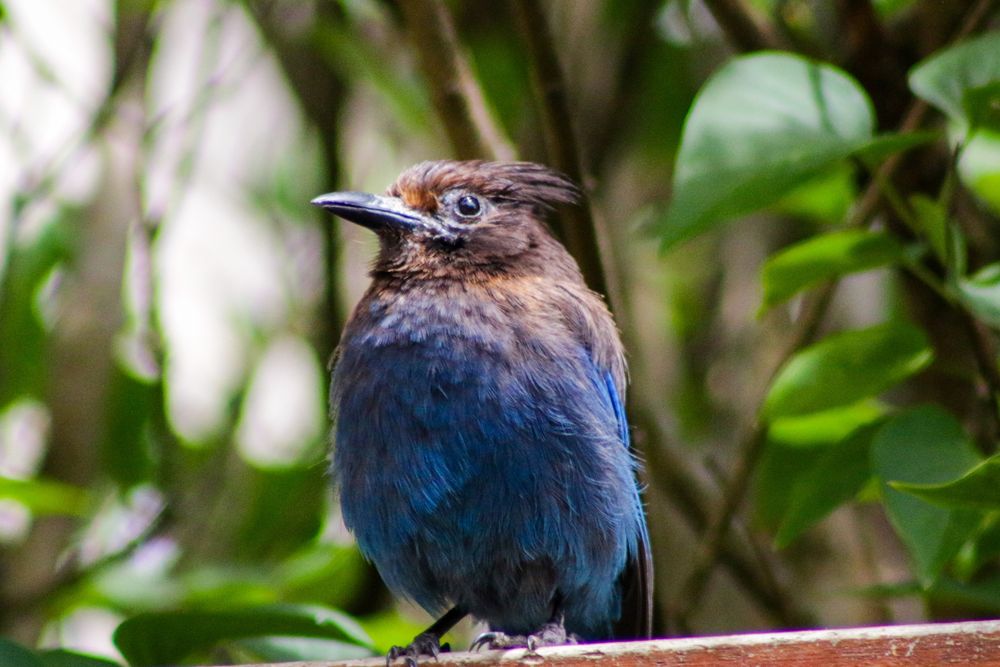 A blue bird with a dark head, beak, and crest sitting on a reddish colored stained fence with lilac leaves and branches in the background.