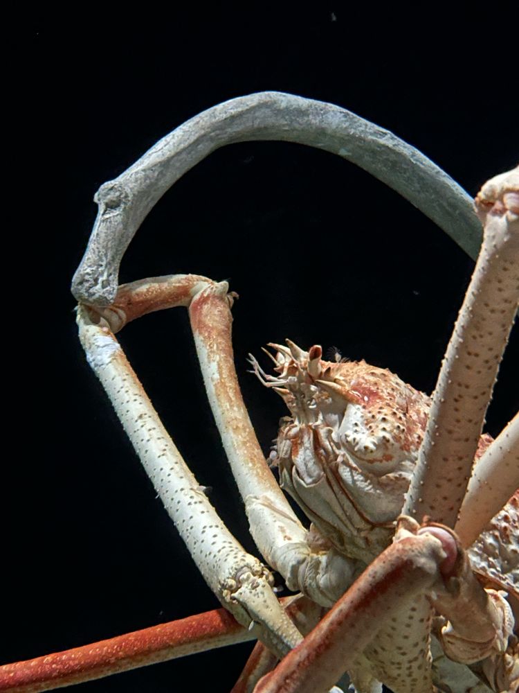 Close-up of a Japanese spider crab’s head and portions of its front legs, dark black background 