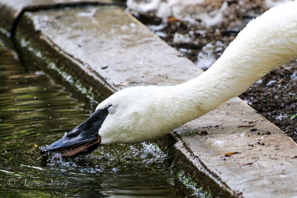 A close-up of a white trumpeter swan, with a slightly open black beak, lapping up water from a pond. There is a concrete ledge that it is extending its neck over to get to the water and wet dirt on the other side of it. 