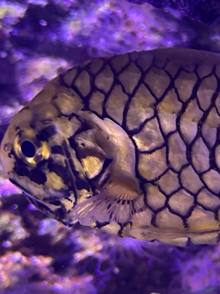 Close-up of a gold fish with black markings around the scales resulting in a resemblance to a golden pine cone 