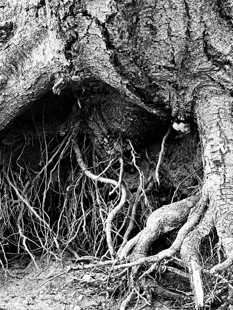 A close-up of exposed and tangled tree roots 