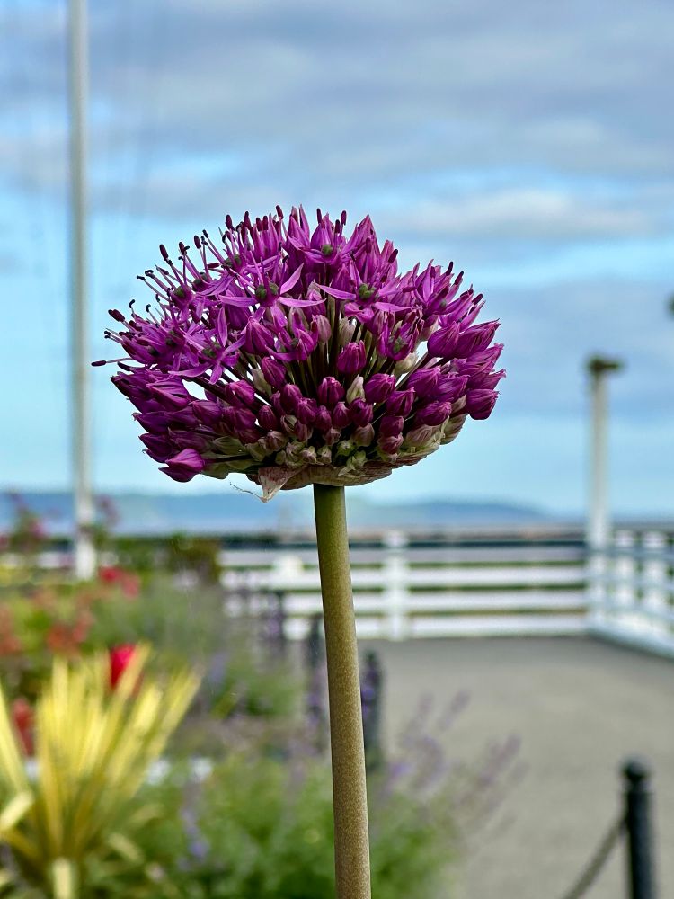 A purplish flower that is shaped like a ball with lots of tiny flowers in it. Puget Sound, a fence, tulips, and a blue cloudy sky are all visible in the background
