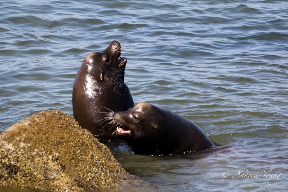 Two sea lions with only half of their bodies out of the water, close to each other with their mouths open. They are right next to an algae covered rock, and the Pacific Ocean's water surrounds them.