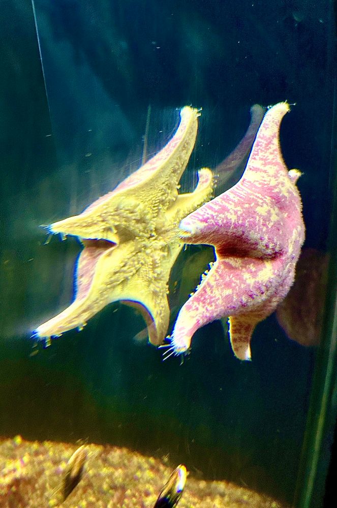 A pink bat star stuck on the side of an aquarium tank so the reflection of its underside is visible. It almost looks like two sea stars dancing together 