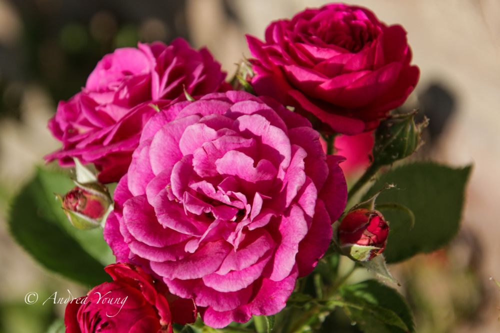 One large dark pink colored ebb tide rose surrounded by three other blooms and two additional buds that have not yet bloomed. They all vary in various shades of pink. There are green leaves around the flowers and the background is blurred.