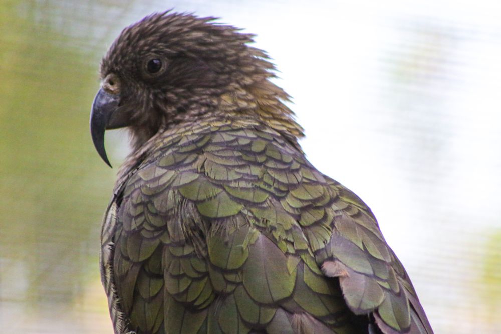 A parrot with mostly green and a little bit of yellow feathers . The beak is sharp and pointed downward as it turns its head to the side and looks into the camera.