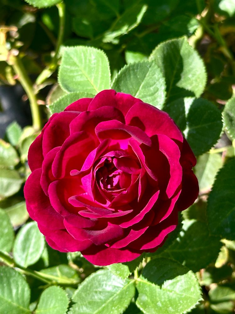 A fully bloomed reddish pink rose, surrounded by green leaves