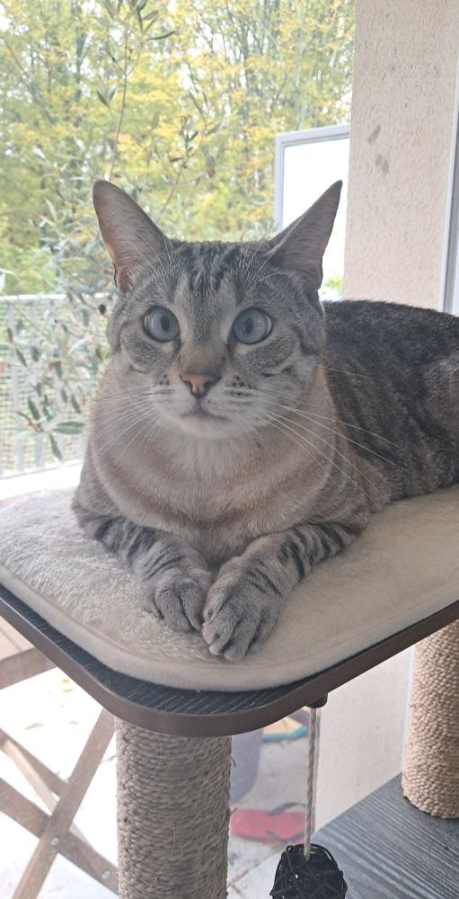 Mon chat parce qu'il est bo