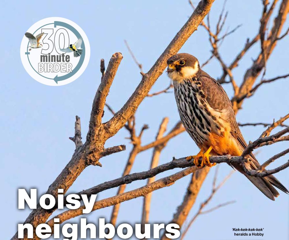 A picture of a Hobby bird perched in a tree.