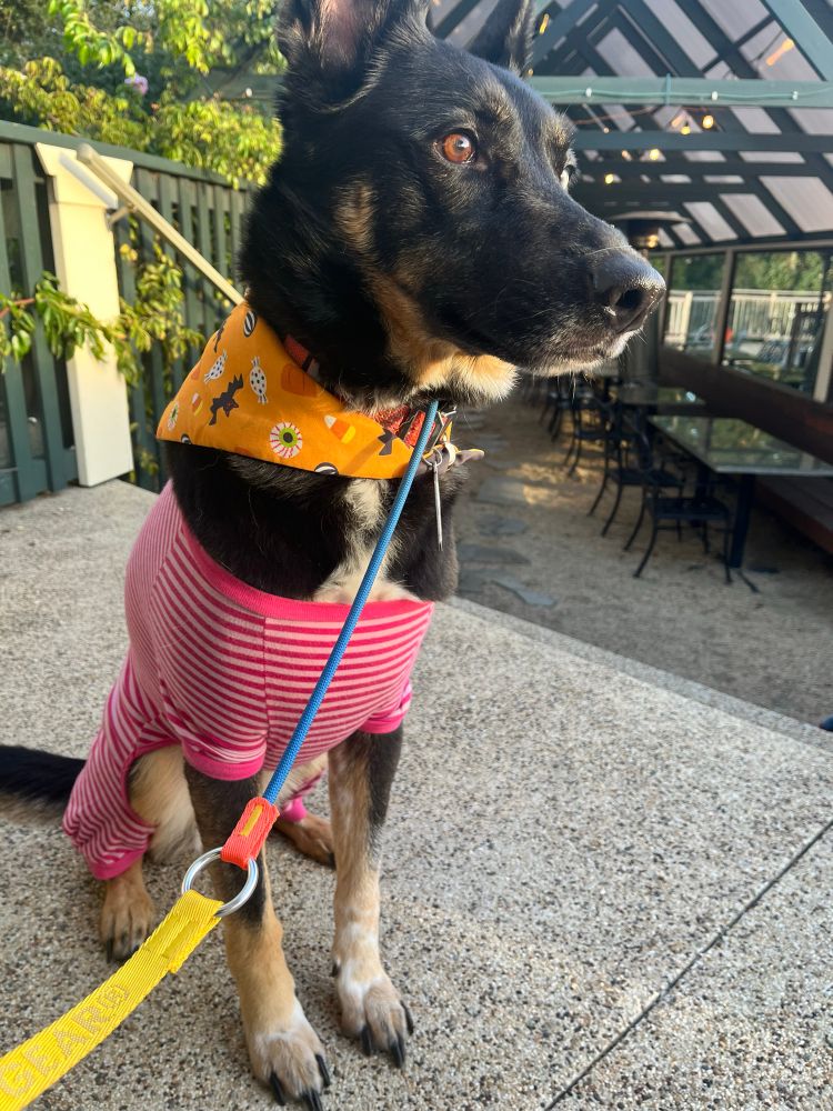 A shepherd husky mix, in a Halloween bandana and pink striped onesie also sitting and looking into the distance.  